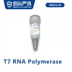 T7 RNA Polymerase