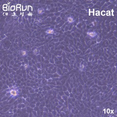HaCat 人永生化角质形成细胞