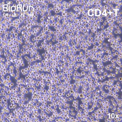 CD4+T 人外周血白细胞