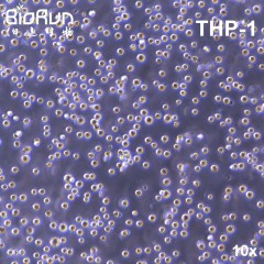 THP-1 人单核细胞白血病