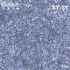 SY-5-Y 人神经母细胞瘤细胞