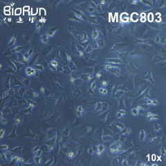 MGC803 人胃癌细胞