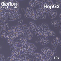 hepG2 人肝癌细胞