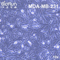 MDA－MB－231 人乳腺癌细胞