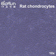 Rat chondrocyte 大鼠软骨细胞