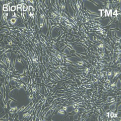 TM4 正常小鼠睾丸Sertoli细胞