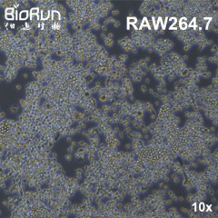 Raw264.7 小鼠单核巨噬细胞白血病细胞